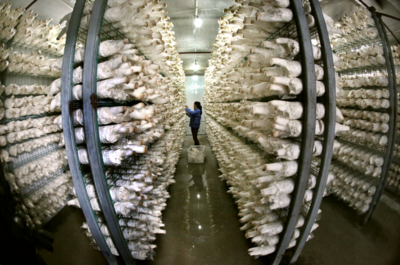 名單公布! 連云港食用菌結緣粵港澳大灣區"菜籃子"